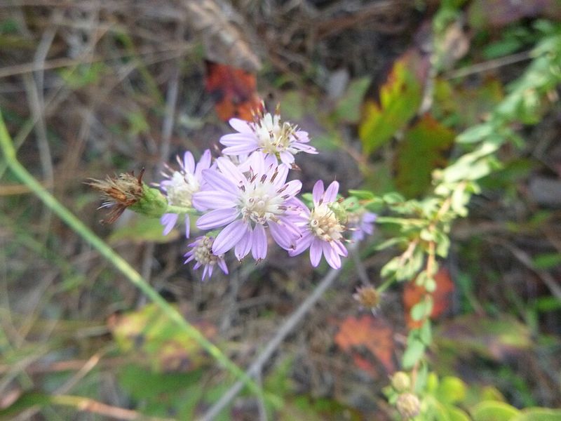 Eastern Silvery Aster Starts Blooming As Fall Arrives