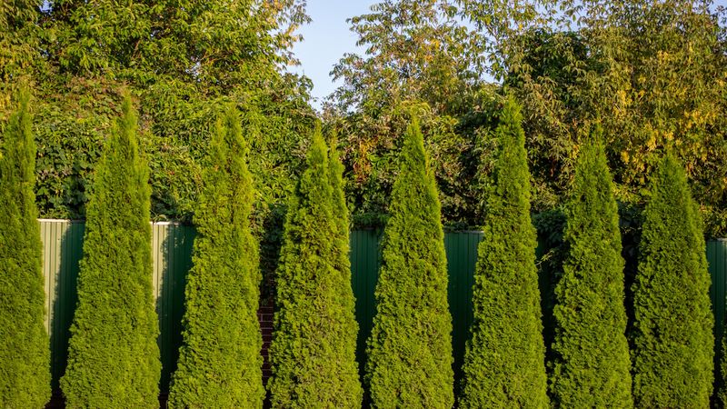 Eastern White Cedar For Neat Columns Of Green Eastern White Cedar For Neat Columns Of Green