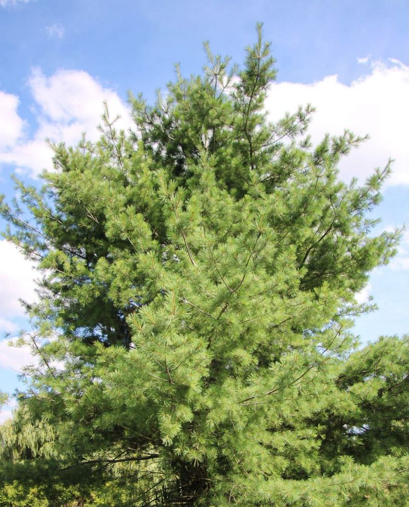 Eastern White Pine Handles September Feeding Well