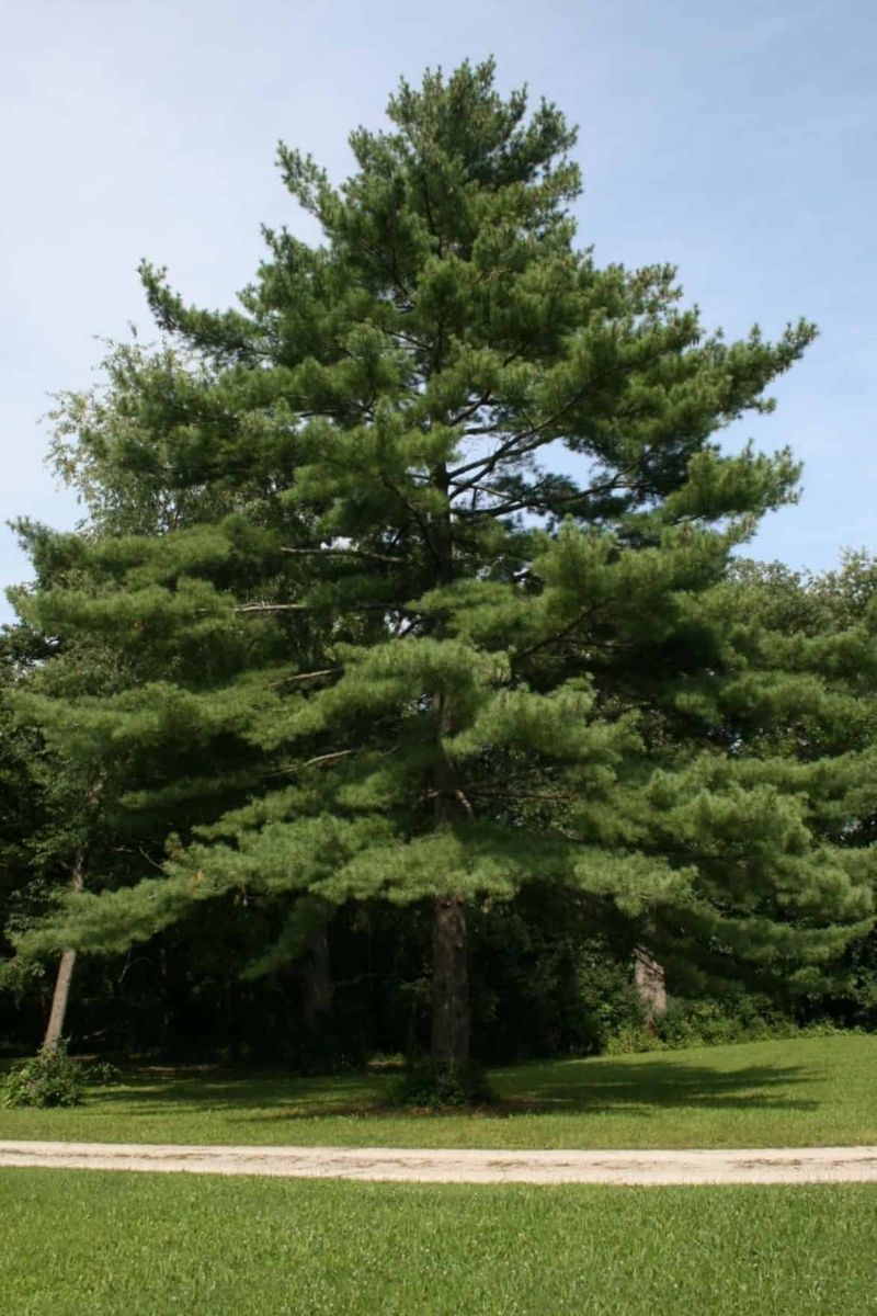 Eastern White Pine for Wisconsin Eastern White Pine for Wisconsin