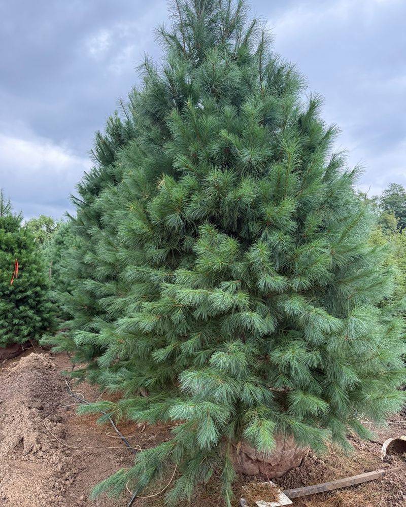 Eastern White Pine
