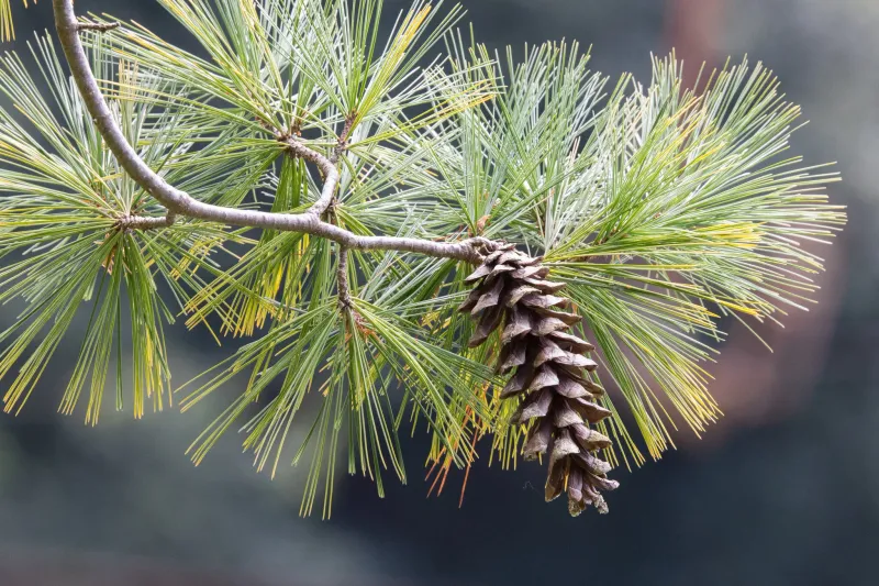 Eastern White Pine Eastern White Pine