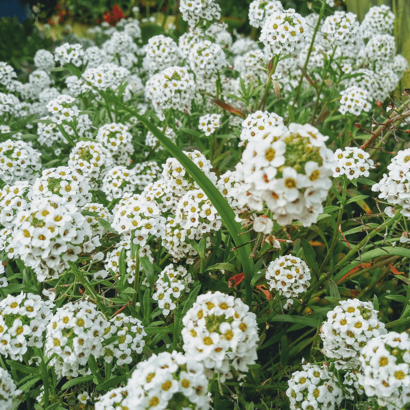 Easy Care For Months Of Flowers Easy Care For Months Of Flowers