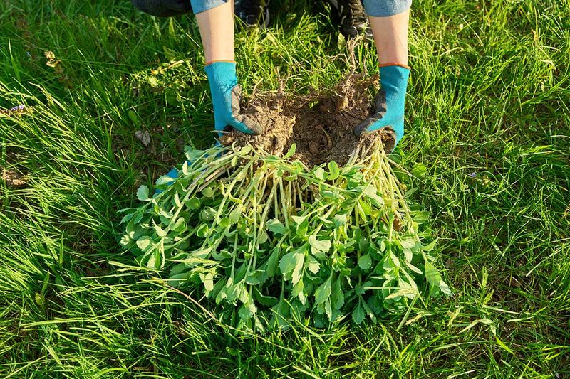 Easy Dividing Means Free Plants For Friends Easy Dividing Means Free Plants For Friends