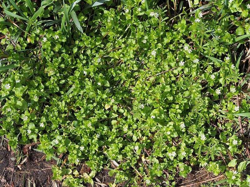 Easy Fixes For A Fall Chickweed Patch