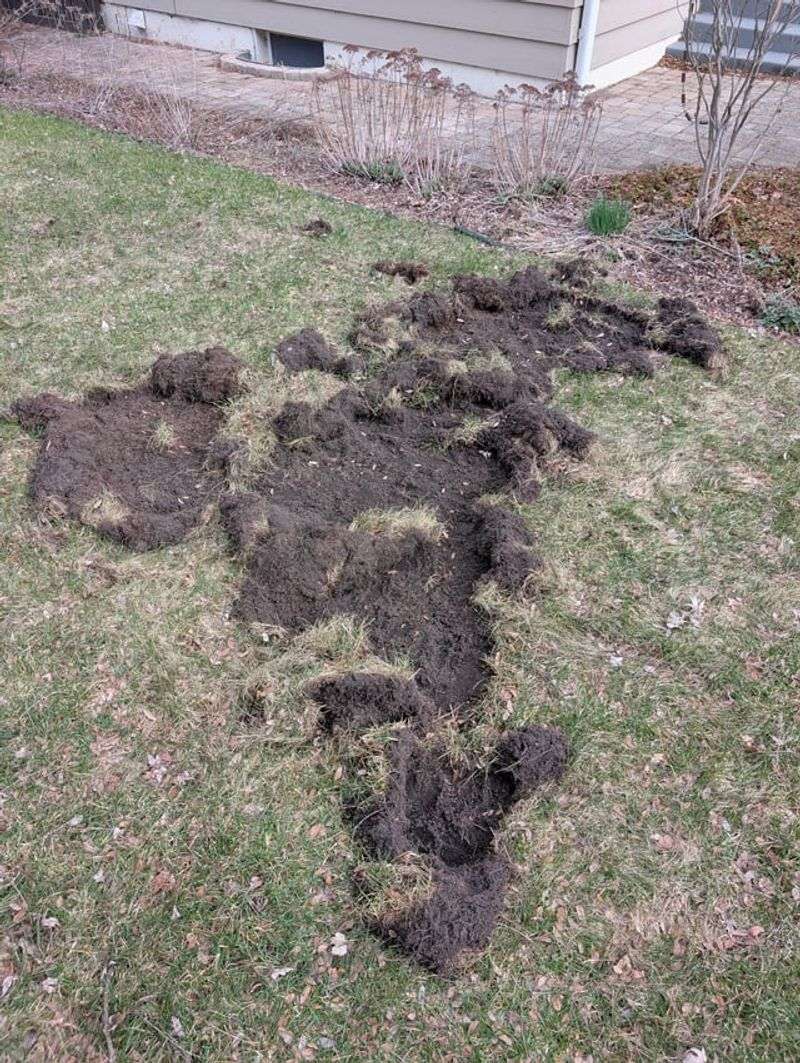 Easy Food Around The Yard Can Give Hogs Another Reason To Stay