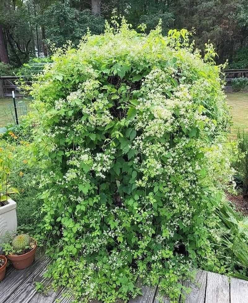 Easy Growing Conditions Easy Growing Conditions
