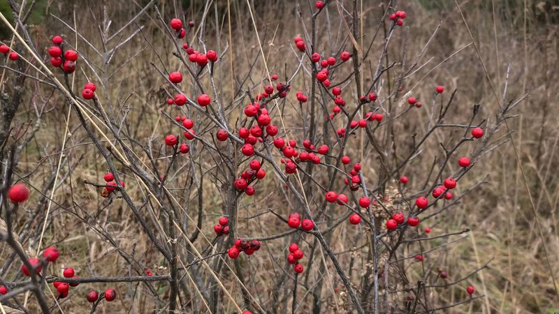 Easy To Grow In Wet Or Tricky Spots
