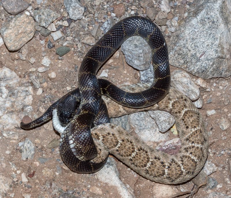 Eating pests does not guarantee fewer pests