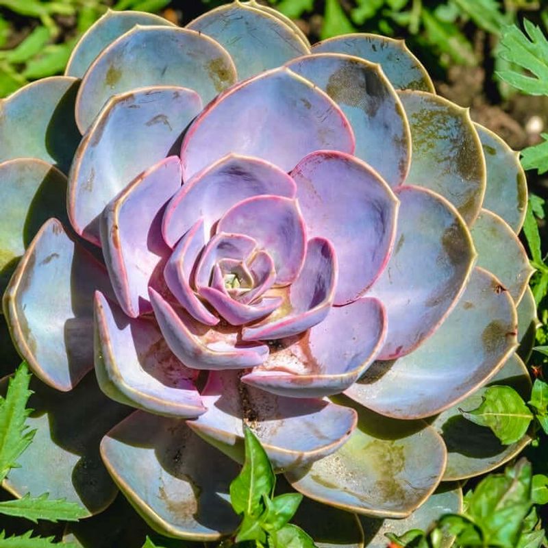 Echeveria Asks For Little Beyond Sun