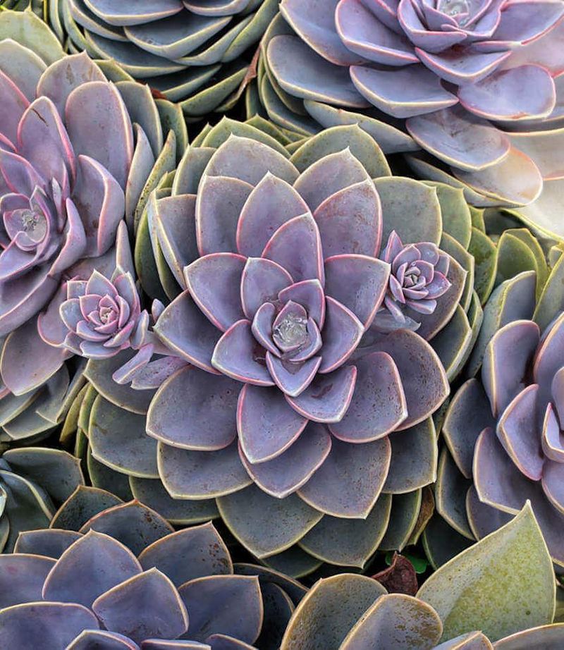 Echeveria Holds Its Rosette Form Naturally