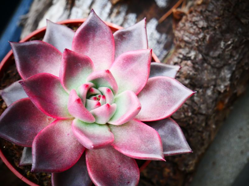 Echeveria Echeveria