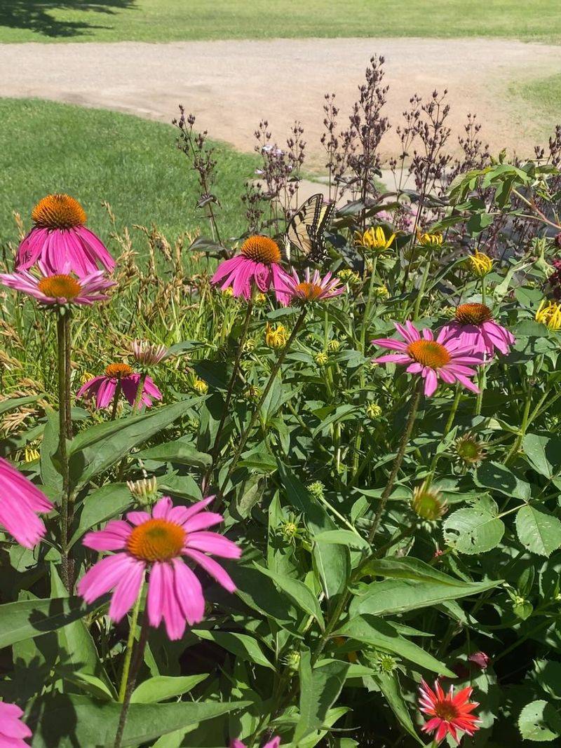 Echinacea (Purple Coneflower) Echinacea (Purple Coneflower)
