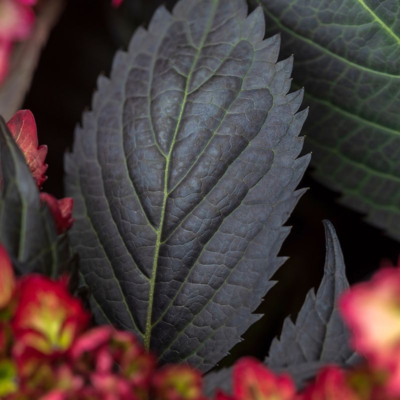 Eclipse makes the foliage the main event