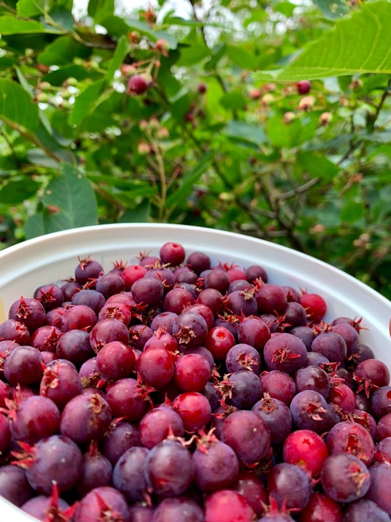 Edible Berries Beat Purely Ornamental Fruit Edible Berries Beat Purely Ornamental Fruit