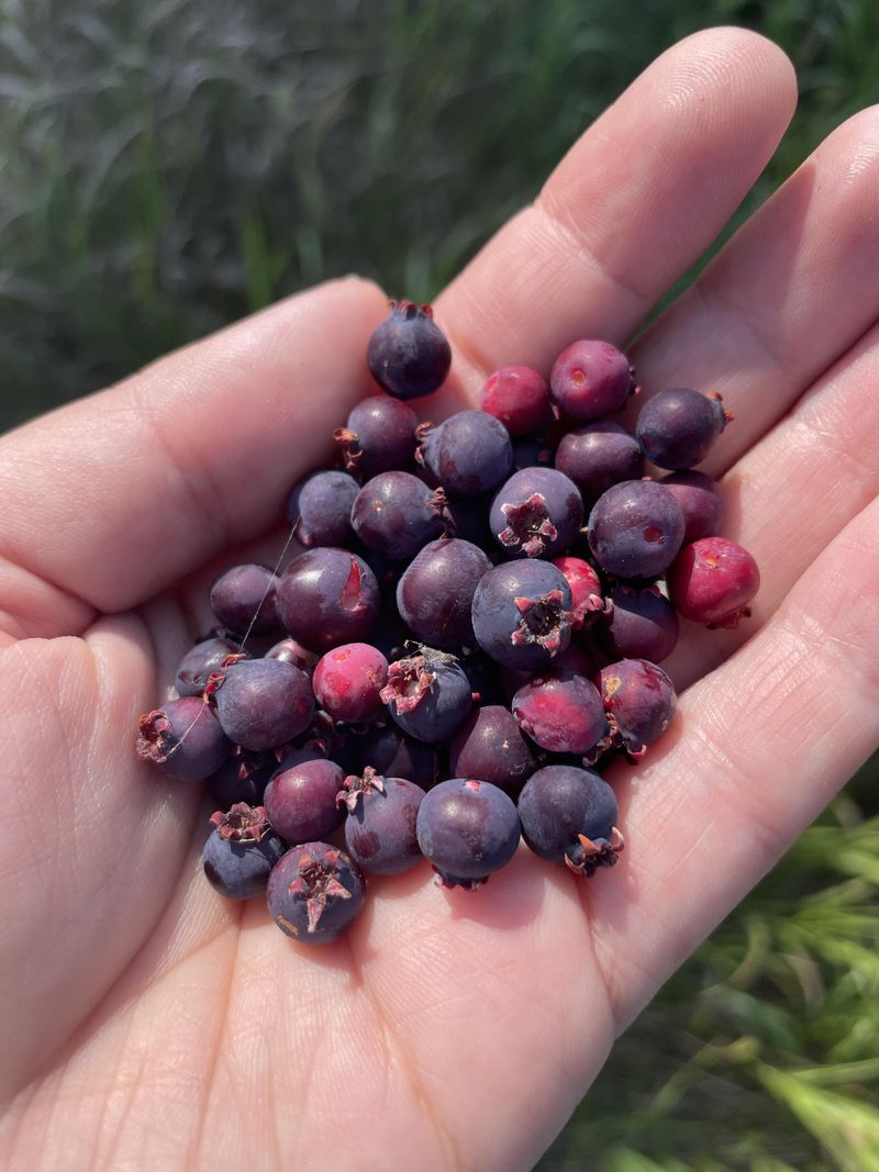 Edible Berries Follow Right Behind