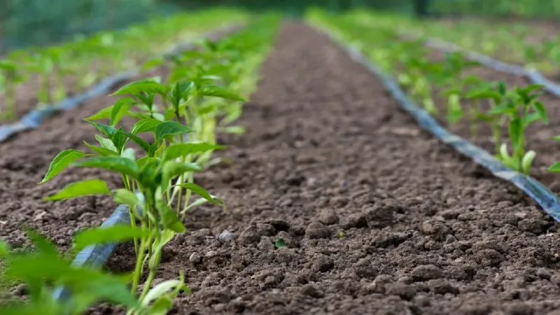 Efficient Drip Irrigation and Deep, Infrequent Watering