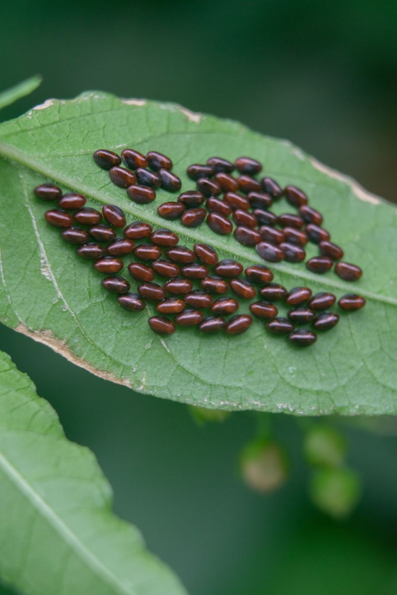 Egg Cases And Long Term Prevention Egg Cases And Long Term Prevention