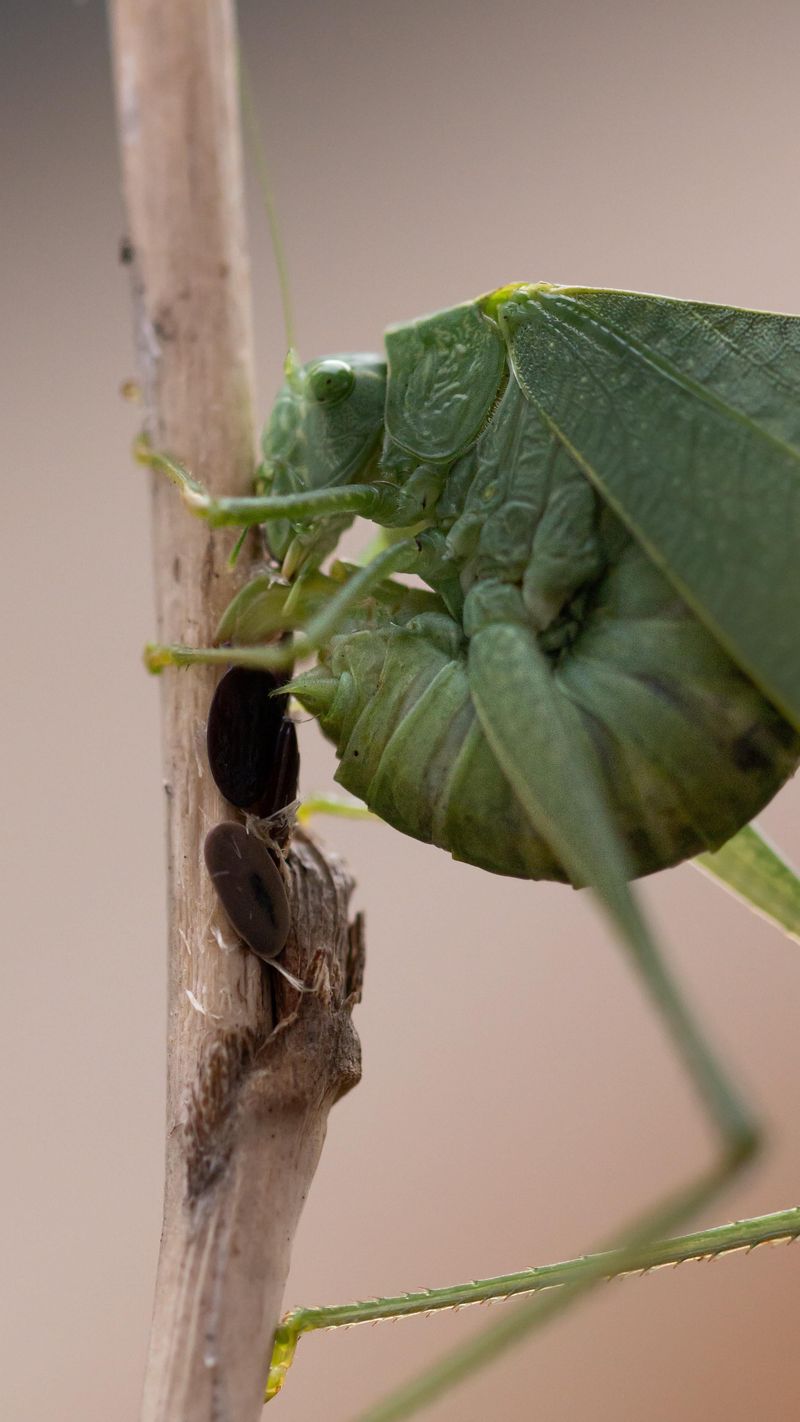 Egg-Laying, Cooling Nights, And The Fade-Out Egg-Laying, Cooling Nights, And The Fade-Out
