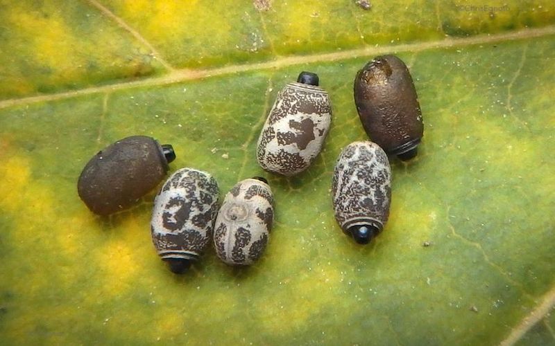 Egg-Laying Pulls Heavy Females Down Low