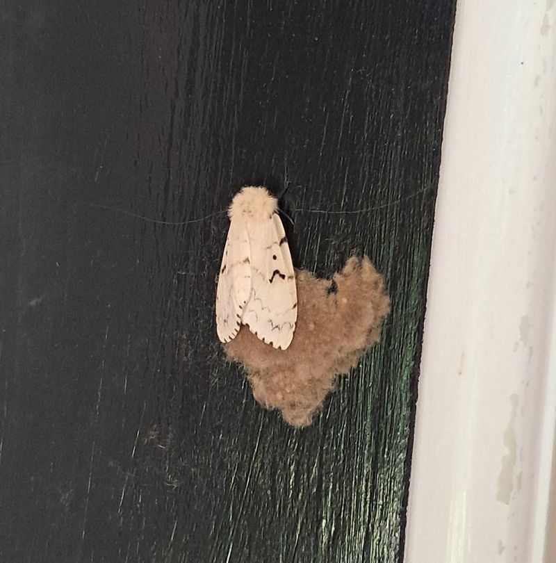 Egg Masses On Bark, Firewood, And Lawn Furniture
