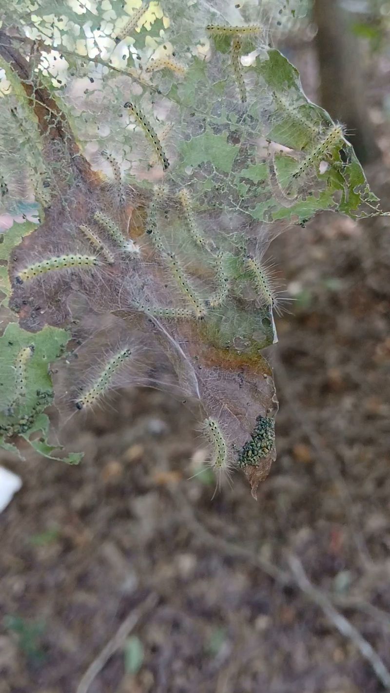 Egg Masses, Warm Nights, And Hungry Caterpillars Egg Masses, Warm Nights, And Hungry Caterpillars