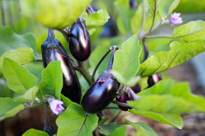 Eggplant Eggplant