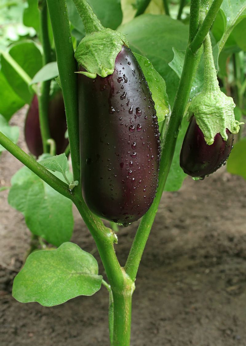 Eggplant And Peppers Pass Along Pests