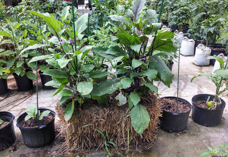 Eggplant Rewards Warm Bale Temperatures
