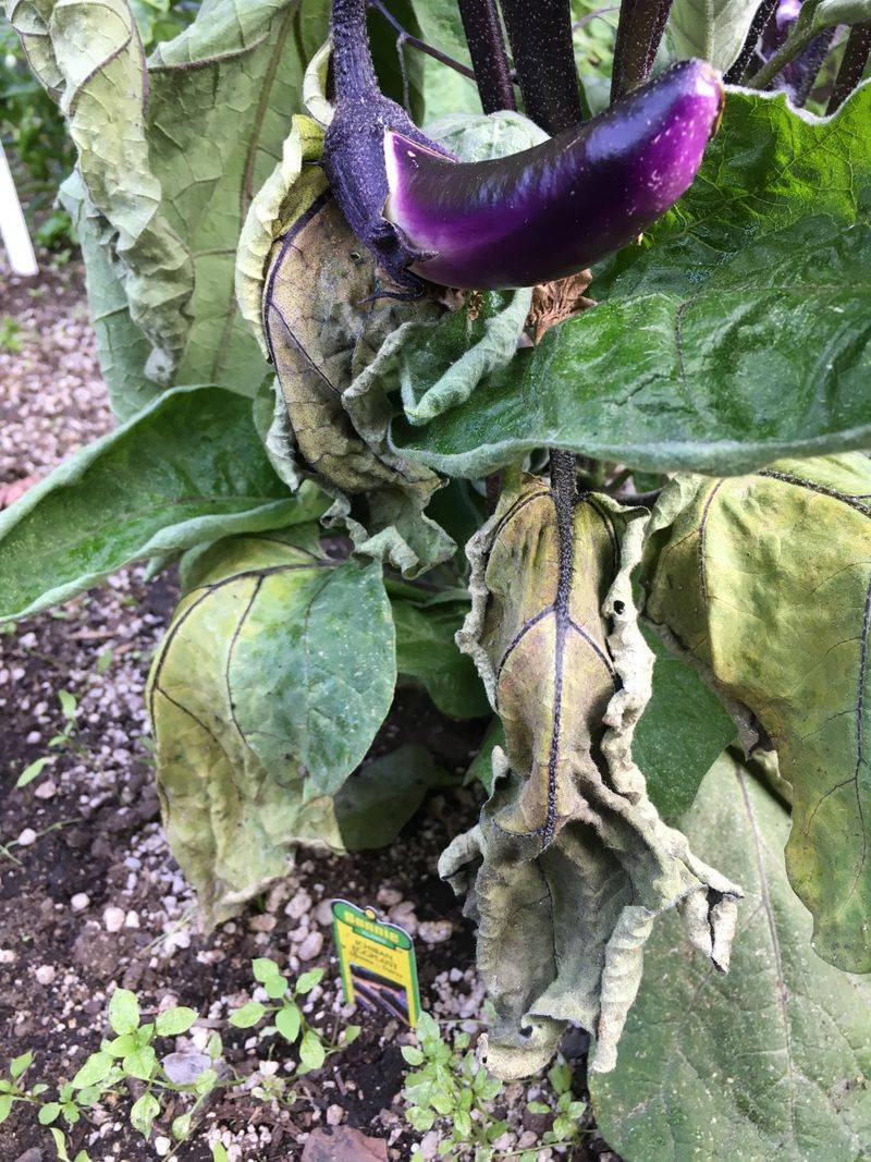 Eggplant Stalls Out Before It Ever Blooms
