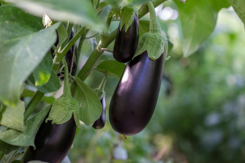 Eggplant