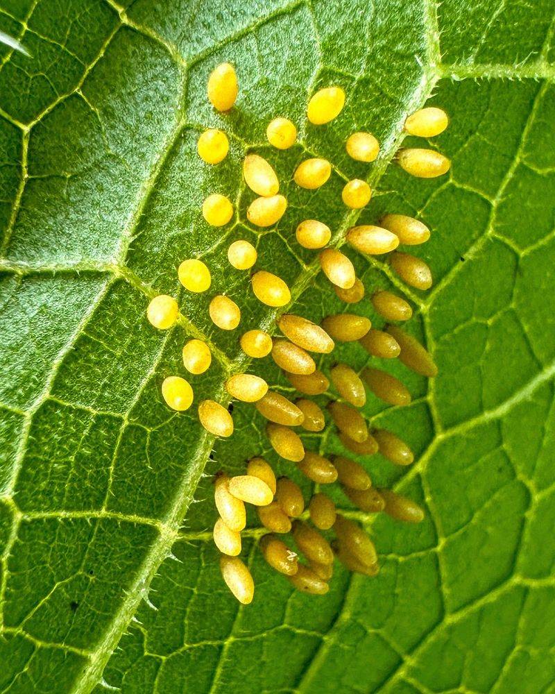 Eggs Can Hatch After Adults Are Gone Eggs Can Hatch After Adults Are Gone