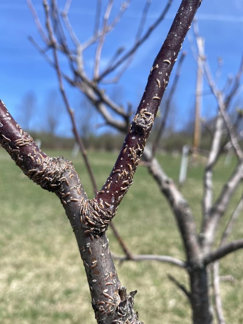 Eggs Hidden Inside Twigs Can Help The Insect Spread Eggs Hidden Inside Twigs Can Help The Insect Spread