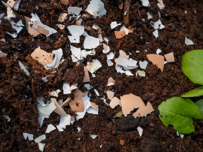 Eggshells