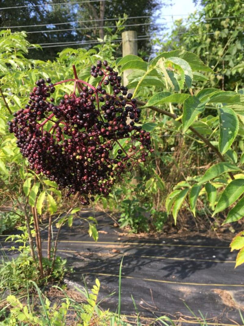 Elderberries Form Broad Clusters On Woody Branches Elderberries Form Broad Clusters On Woody Branches