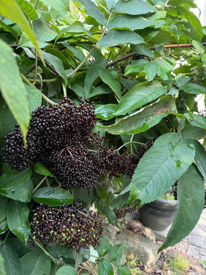 Elderberries Ripening In The Hedgerows