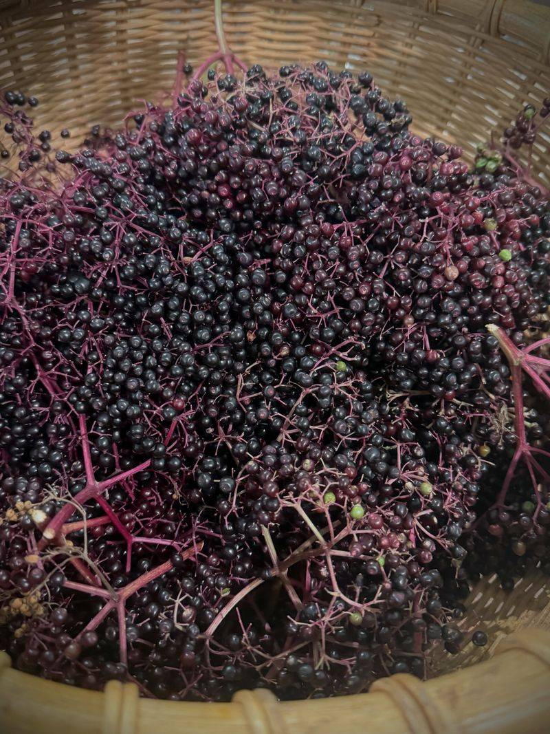 Elderberries