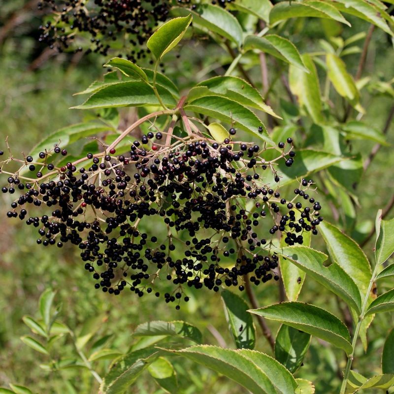 Elderberry