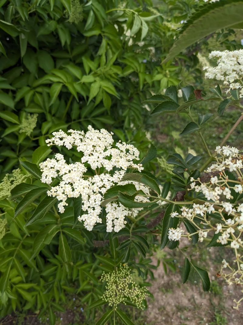 Elderberry Elderberry