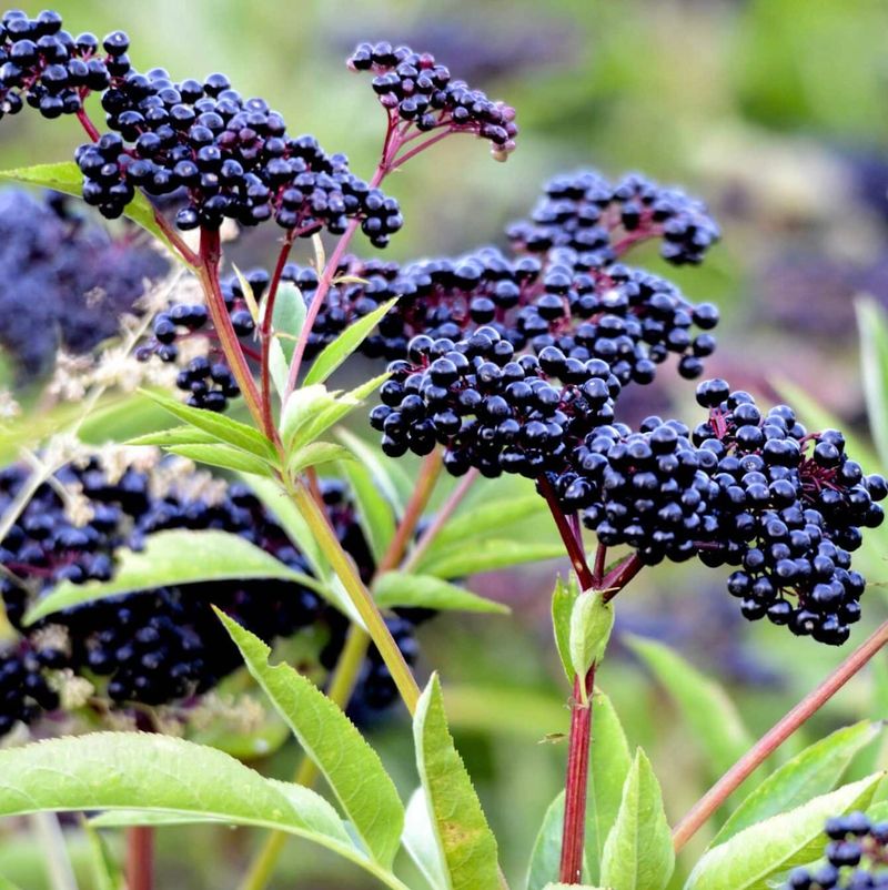 Elderberry