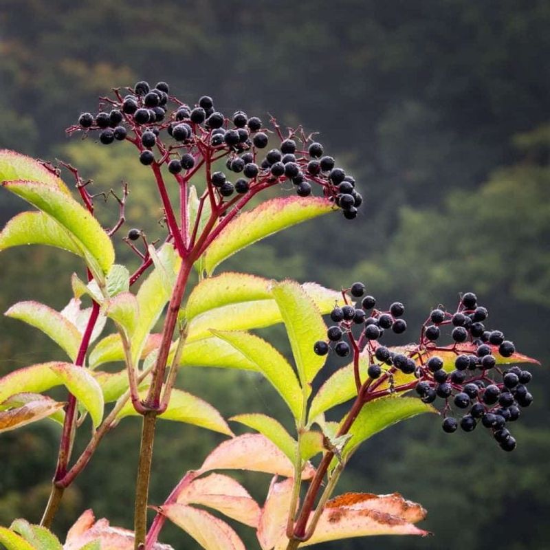 Elderberry Elderberry