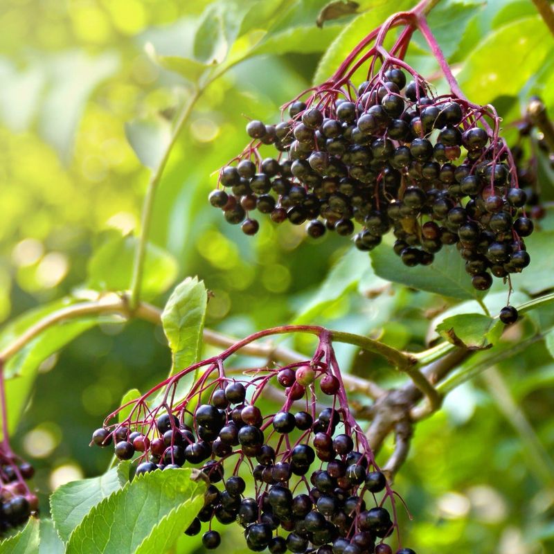 Elderberry For Wild, Easy Abundance Elderberry For Wild, Easy Abundance