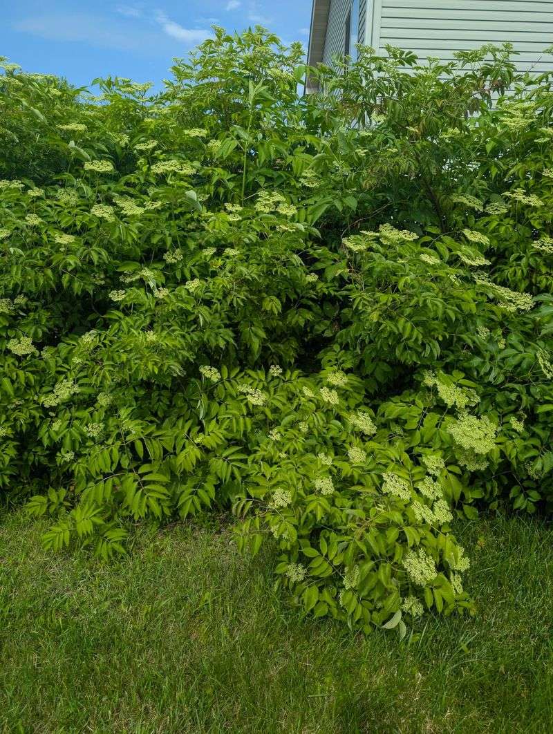 Elderberry Naturally Works As A Hedge Elderberry Naturally Works As A Hedge