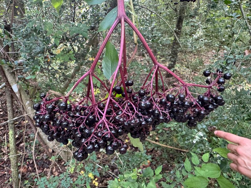 Elderberry, Wild Grape, And Beautyberry Are Common Look-Alikes