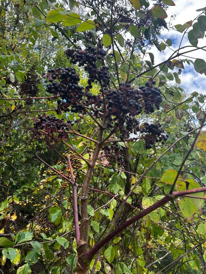 Elderberry