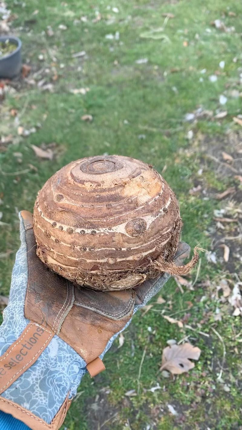 Elephant Ear Bulbs Want A Warm Basement Bed