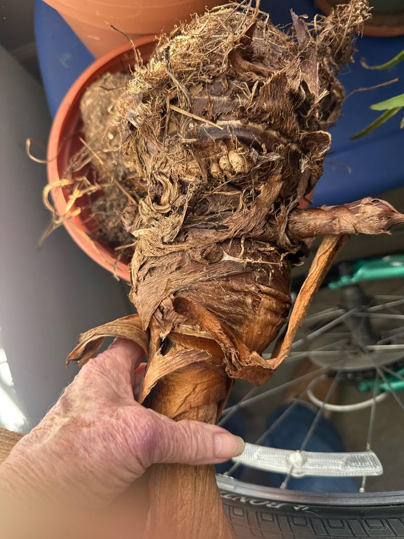 Elephant Ears Can Be Stored As Dormant Tubers