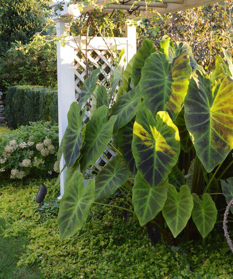 Elephant Ears (Colocasia) Elephant Ears (Colocasia)