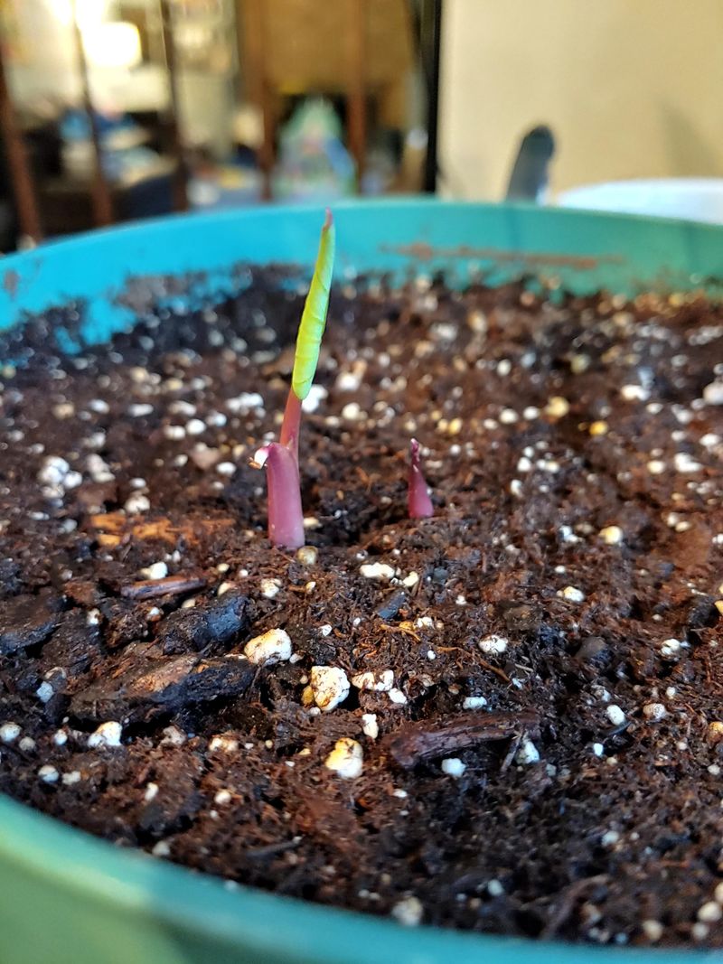 Elephant Ears Follow The Same Rules As Caladiums