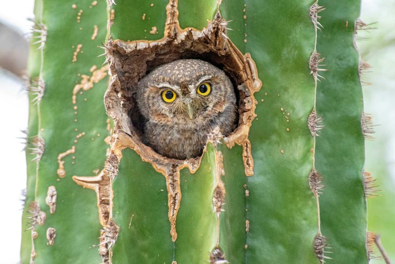 Elf Owls May Use Yards Where the Habitat Fits